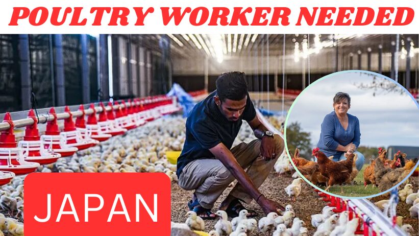 Poultry Workers Needed In Japan 2025